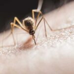 Народні засоби, які швидко знімуть свербіж від укусу комара