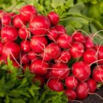 Експерти пояснили, чому корисно їсти редиску навесні