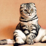 Чому кішка вибрала вас? Відповідь дасть астрологія