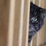 Чому ми здатні відчувати у собі сторонній погляд?