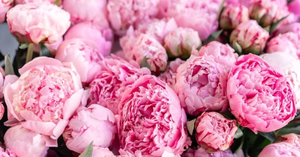 Розкрий глибину почуттів: обираємо квітковий код для Дня закоханих 9