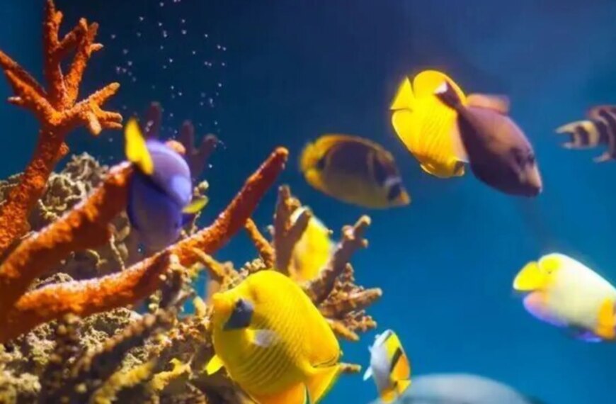 Підводний туризм: розкриваємо секрети популярного відпочинку та його відмінності від&hellip;