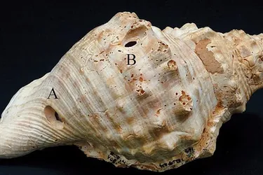 Головна 75 Археологи знайшли 6000-річні пристрої зв’язку в Іспанії: сенсаційне відкриття
