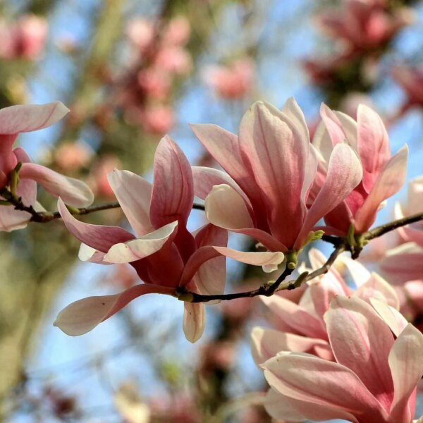 Відкрий красу України: квіткові фестивалі&hellip;