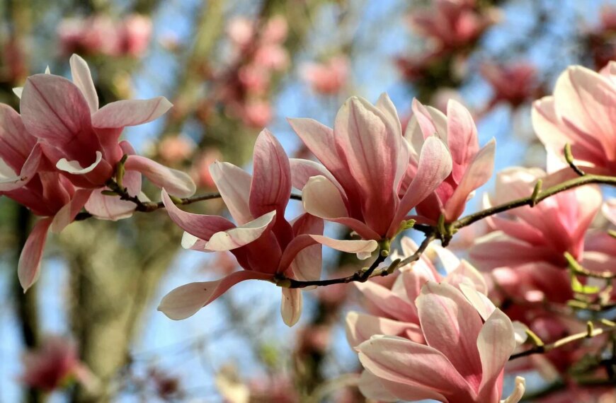 Відкрий красу України: квіткові фестивалі та тури вихідного дня біля&hellip;