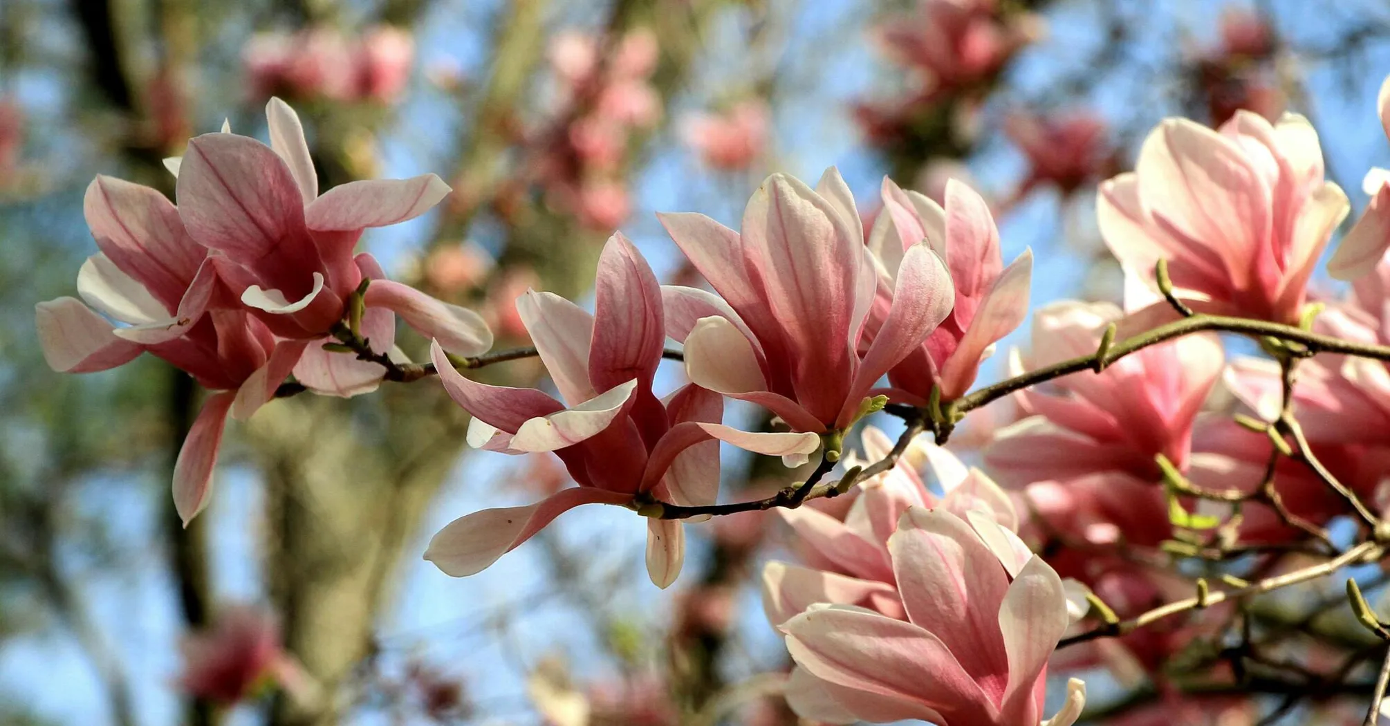 Квітковий туризм в Україні: Відкрийте для себе найароматніші куточки країни у 2024 році