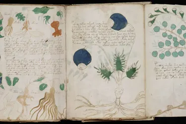 Головна 71 Розкрито таємницю рукопису Войнича: вчені розгадали давній шифр