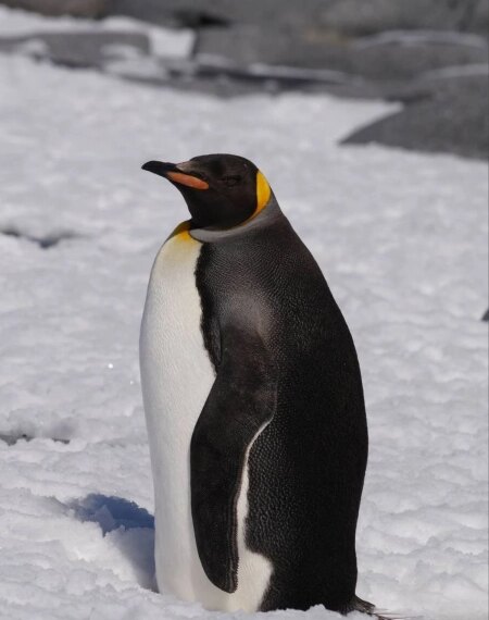 Головна 89 Сенсація в Антарктиці: біля станції “Вернадського” помітили несподіваного гостя – королівського пінгвіна