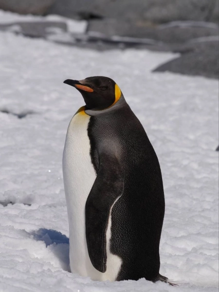Головна 61 Сенсація в Антарктиці: біля станції “Вернадського” помітили несподіваного гостя –…