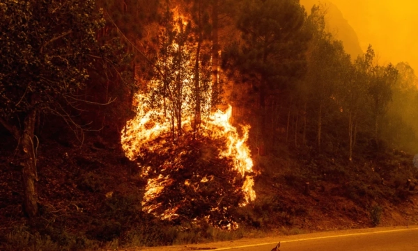 Дим від лісових пожеж убиває 24 тисячі американців щорічно: шокуючі результати дослідження 2