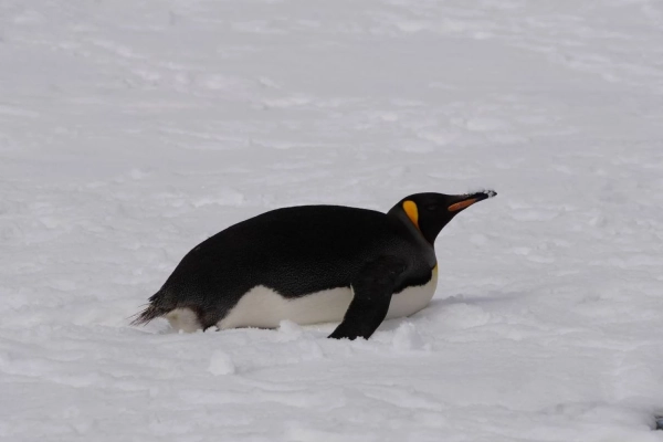 Королівський пінгвін біля станції Вернадського