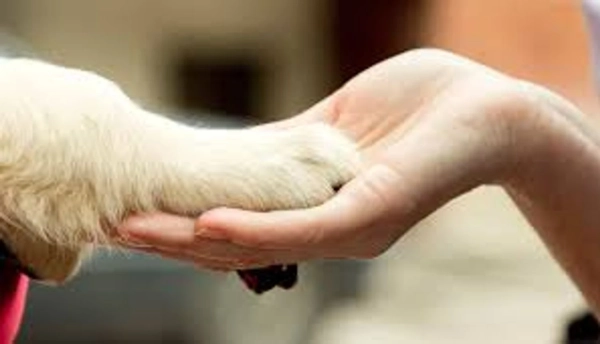 Зоопсихолог: Коли вашому улюбленцю потрібна допомога експерта з поведінки