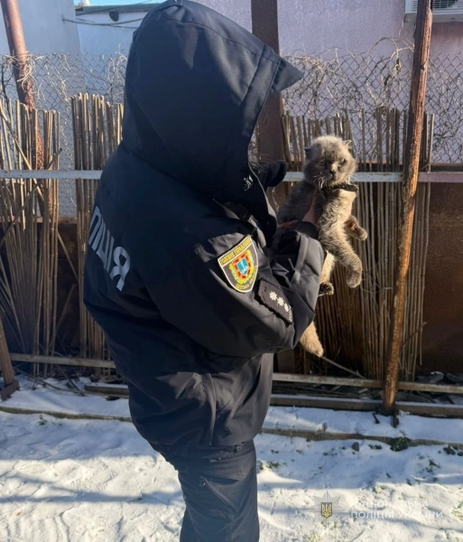 Поліція Одеси розслідує жорстоке поводження з котами: тварин прив'язали до авто 4
