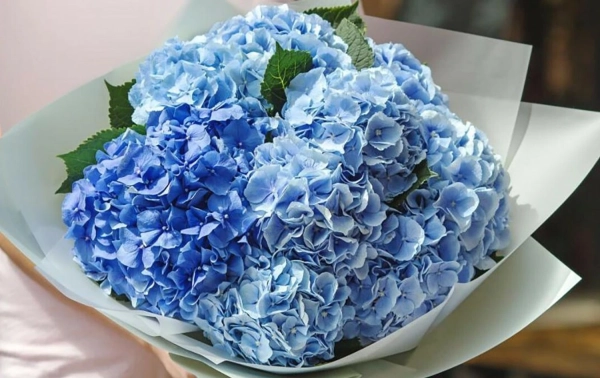 Розкрий глибину почуттів: обираємо квітковий код для Дня закоханих 12