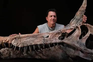 Головна 56 Виявлено скам’янілість динозавра-гіганта віком 66 мільярдів років у Сахарі