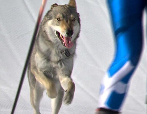 Олімпійська драма: Дикий звір зупинив лижників на трасі в Куршевелі