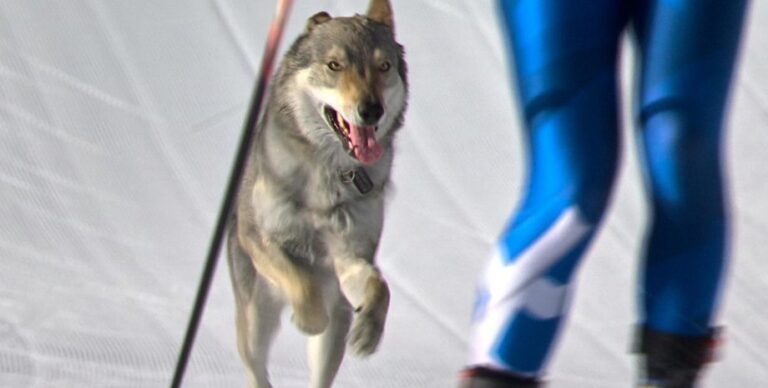 Олімпійська драма: Дикий звір зупинив лижників на трасі в Куршевелі 2