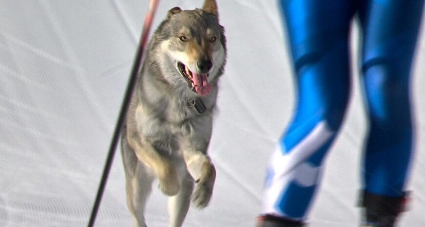 Олімпійська драма: Дикий звір зупинив лижників на трасі в Куршевелі