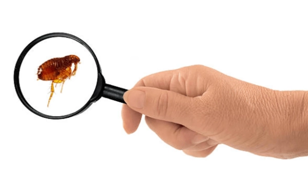 Як позбутися бліх у домі: від профілактики до тотального знищення 5