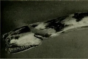 Вчені показали морське чудовисько, що лякає навіть дослідників: рідкісні кадри