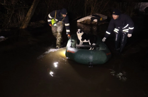 Головна 73 Річка вийшла з берегів: Кропивницький притулок для тварин під водою