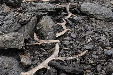 Норвегія: Розкрито 1500-річну пастку для звірів, що переписала історію полювань