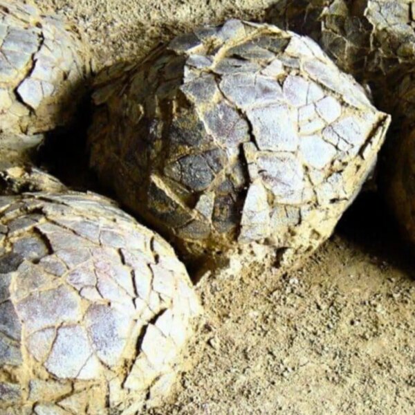 Розкопки у Франції: відкрито 70-мільйонні яйця динозаврів