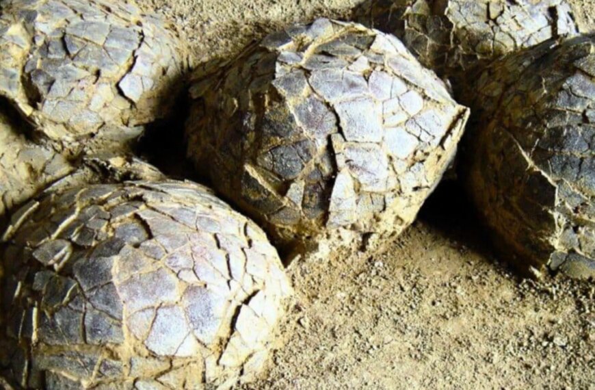 Розкопки у Франції: відкрито 70-мільйонні яйця динозаврів