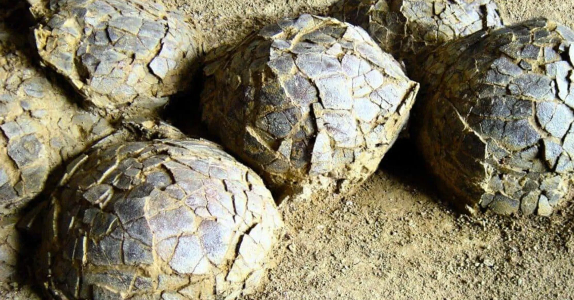 Розкопки у Франції: відкрито 70-мільйонні яйця динозаврів 2 У Франції знайшли яйця динозаврів віком 70 мільйонів років (фото)