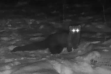 Куницю, зниклу 150 років, вперше зафіксували на території Огайо