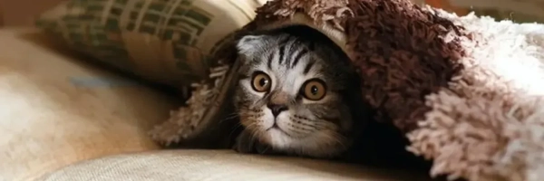 Головна 56 Ветеринарні поради: як заспокоїти домашнього улюбленця під час стресу