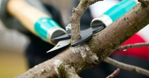 Садовий секатор для обрізки гілок