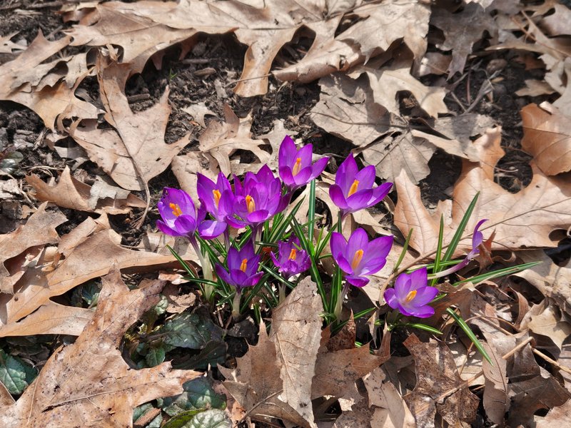 Nothing Phone (4a) Pro: Бюджетний Android-смартфон, що вражає (фото) 14