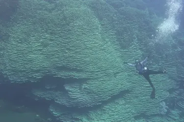 Головна 67 2000-річний корал з Маріанських островів: відкриття, що вражає