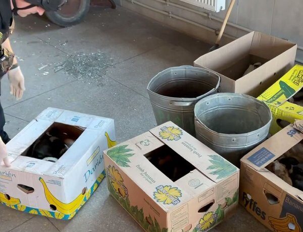 Головна 80 Харків під ударом: Росіяни атакували зоопарк “шахедами” – опубліковано відео…