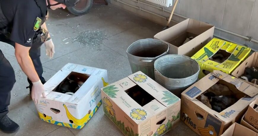 Головна 98 Харків під ударом: Росіяни атакували зоопарк “шахедами” – опубліковано відео наслідків