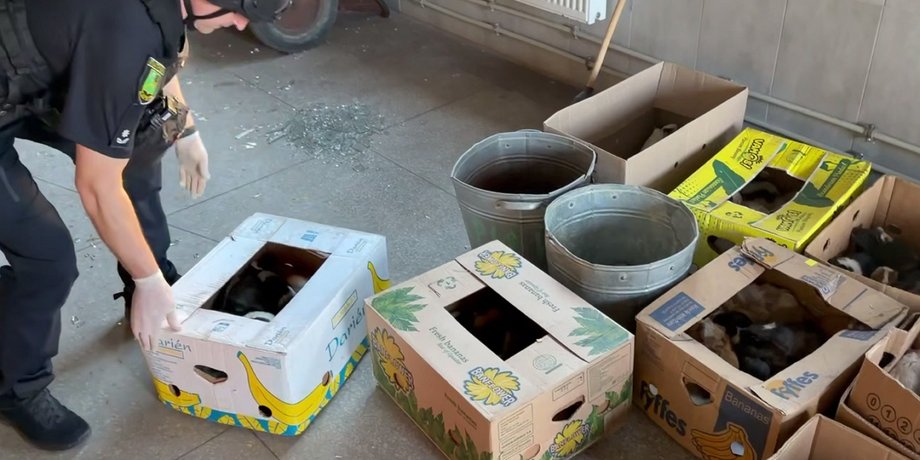 Харків під ударом: Росіяни атакували зоопарк "шахедами" – опубліковано відео наслідків 3 Харків під ударом: Росіяни атакували зоопарк "шахедами" – опубліковано відео наслідків 3