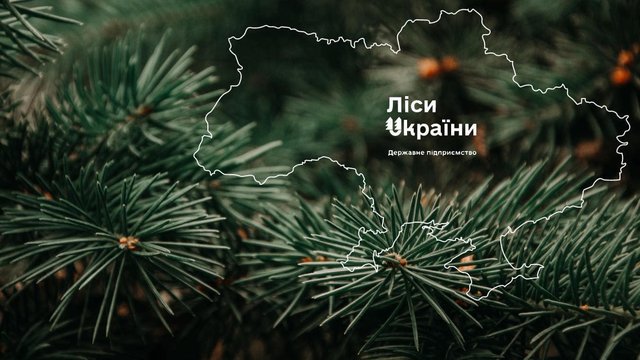 "Телент Едвайзорс" виграє тендер на пошук генерального директора ДП "Ліси України" 2 "Телент Едвайзорс" виграє тендер на пошук генерального директора ДП "Ліси України" 2