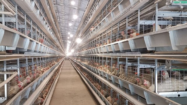 "Авангард" Агрохолдинг: виторг скоротився вчетверо за перші пів року 2026 року 2 "Авангард" Агрохолдинг: виторг скоротився вчетверо за перші пів року 2026 року 2