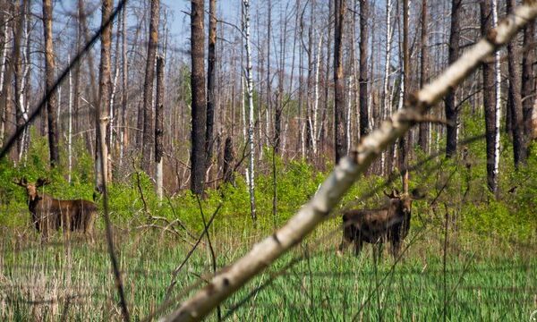 Збитки через нелегальний проїзд транспорту та джипінг заповідниками 2026 року&hellip;