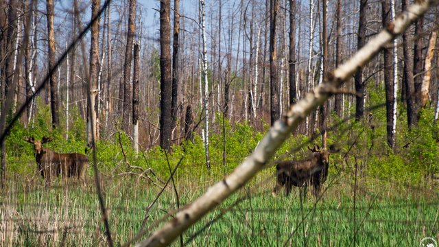 Збитки через нелегальний проїзд транспорту та джипінг заповідниками 2026 року прогнозуються на рівні 1,4 мільйона гривень, за даними Мінекономіки. 2