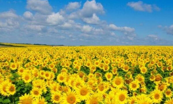 Українська пшениця зберегла свою вартість за тиждень, тоді як тонна соняшнику подешевшала на $110, а ріпак на експорт подорожчав на $5.