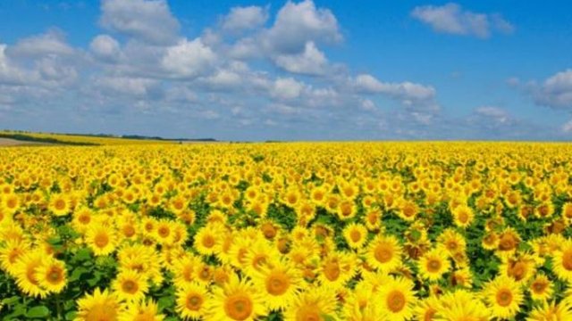 Українська пшениця зберегла свою вартість за тиждень, тоді як тонна соняшнику подешевшала на $110, а ріпак на експорт подорожчав на $5. 2 Українська пшениця зберегла свою вартість за тиждень, тоді як тонна соняшнику подешевшала на $110, а ріпак на експорт подорожчав на $5. 2