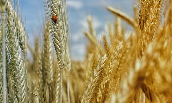 МінАПК розглядає можливість виплати аграріям з прифронтових зон до 10,46 тис. грн за гектар у 2027 році.