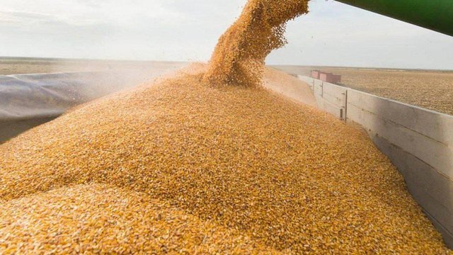 Головна 116 Вінниччина вже намолотила понад 1,4 мільйона тонн зерна, показавши врожайність, вищу за…