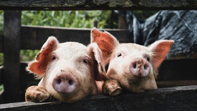 KSG Agro збільшила чистий прибуток у 6,7 раза за першу половину 2026 року, попри падіння виручки на 40%. 2 KSG Agro збільшила чистий прибуток у 6,7 раза за першу половину 2026 року, попри падіння виручки на 40%. 2