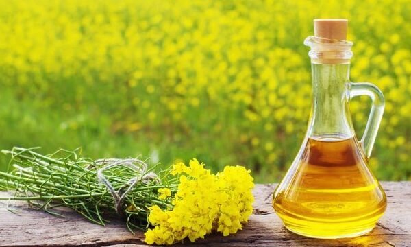Частка переробки ріпаку всередині країни в сезоні 2025/26 сягнула 43% порівняно з 16% торік – міністр