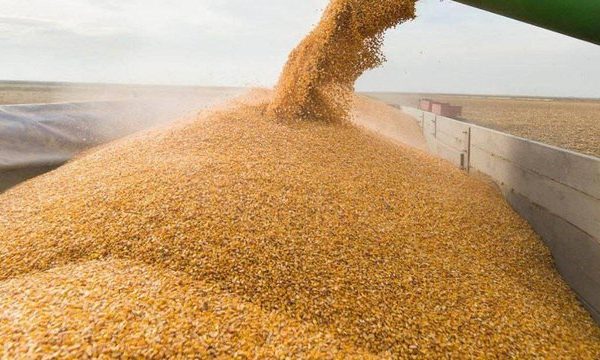 Аграрники зібрали понад 26 мільйонів тонн зернових та бобових культур нового врожаю з 49 відсотків полів.